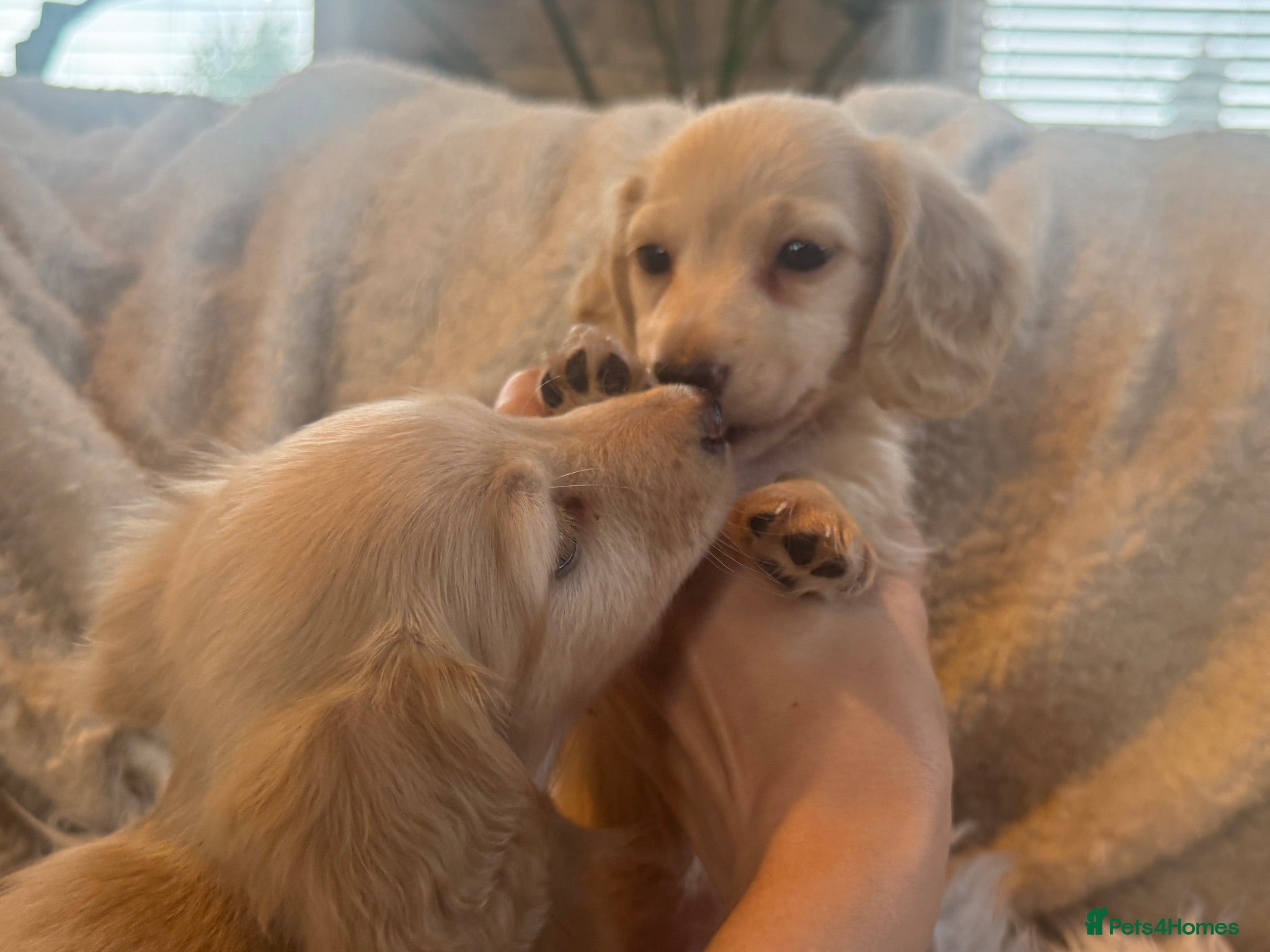Miniature Dachshund dogs KC Longhaired Cream Miniature Dachshund Puppies - Advert 2
