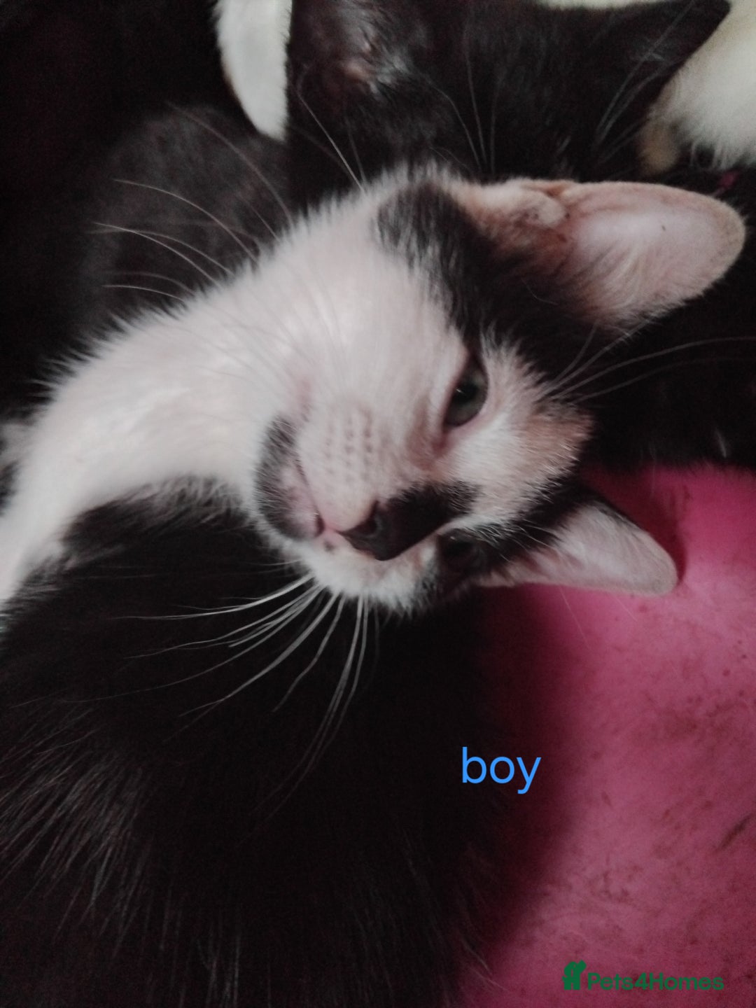 Mixed Breed cats for sale: Black and white kittens  - Advert 7