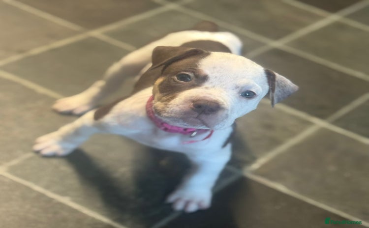 American Bulldog dogs - Advert 12