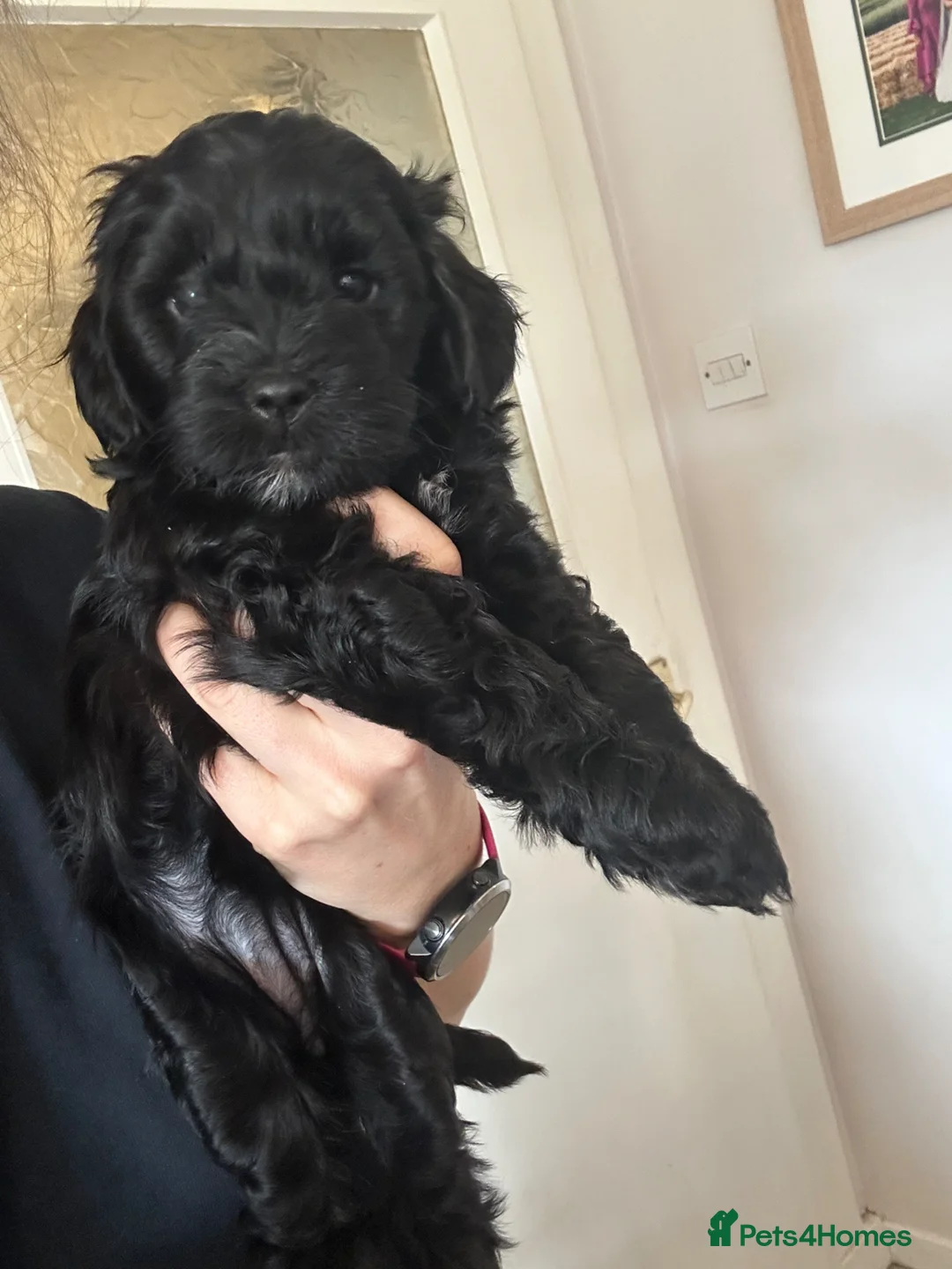 Mixed Breed dogs for sale: Sprockerpoo puppies looking for their forever home - Advert 2