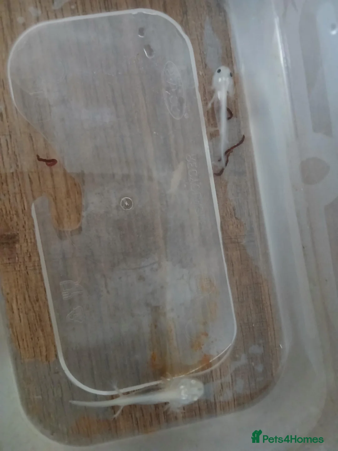 Axolotl reptiles for sale: 4 months old axolotls - Advert 9