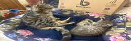 Mixed Breed cats for sale: Male Tabby Kitten . Friendly chap !  - Advert 4