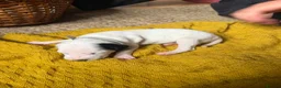 Dalmatian dogs for sale: Beautiful KC reg Dalmatian pups - Advert 10