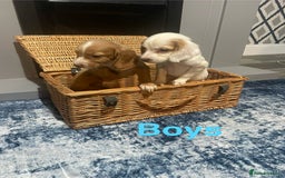 Cocker Spaniel dogs for sale: Stunning cocker spaniels puppies - Advert 2