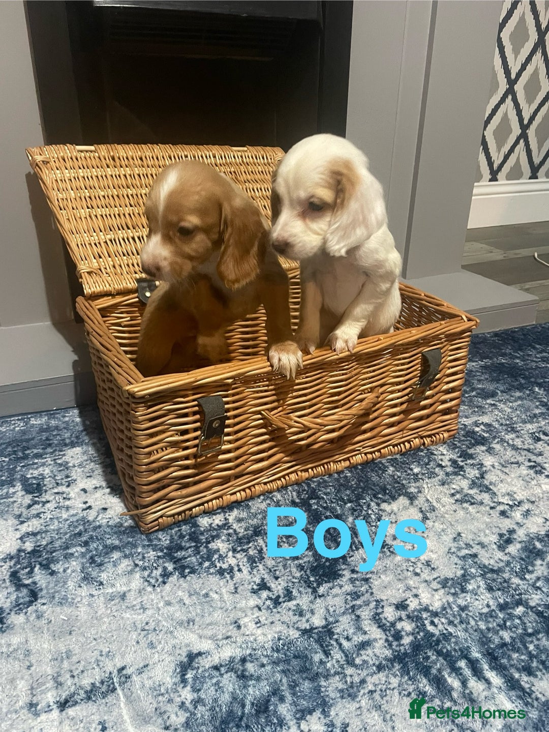 Cocker Spaniel dogs for sale: Stunning cocker spaniels puppies - Advert 2