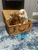 Cocker Spaniel dogs Stunning cocker spaniels puppies - Advert 1