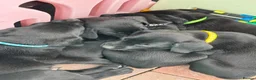 Labrador Retriever dogs for sale: Stunning Pedigree Black Labrador Puppies - Advert 8