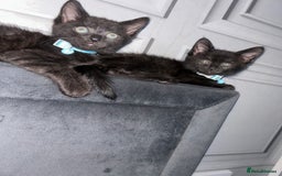Maine Coon cats for sale: 2 boys for sale  - Image 4