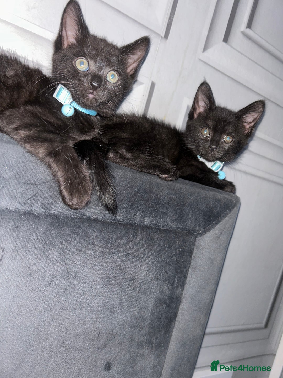 Maine Coon cats for sale: 2 boys for sale  - Image 4