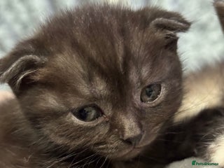 Scottish Fold cats Scottish Fold - Advert 7