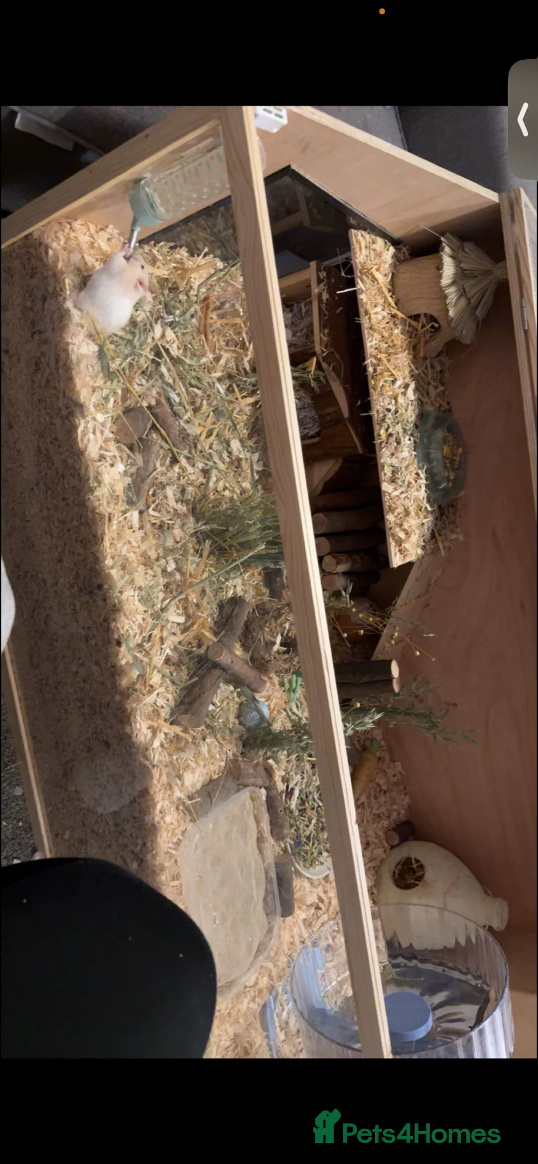 Hamster rodents for sale: 2 Male Syrian hamsters with set up in Gloucester - Advert 2