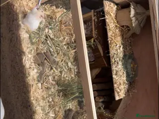 Hamster rodents Male Syrian hamster with set up - Advert 4