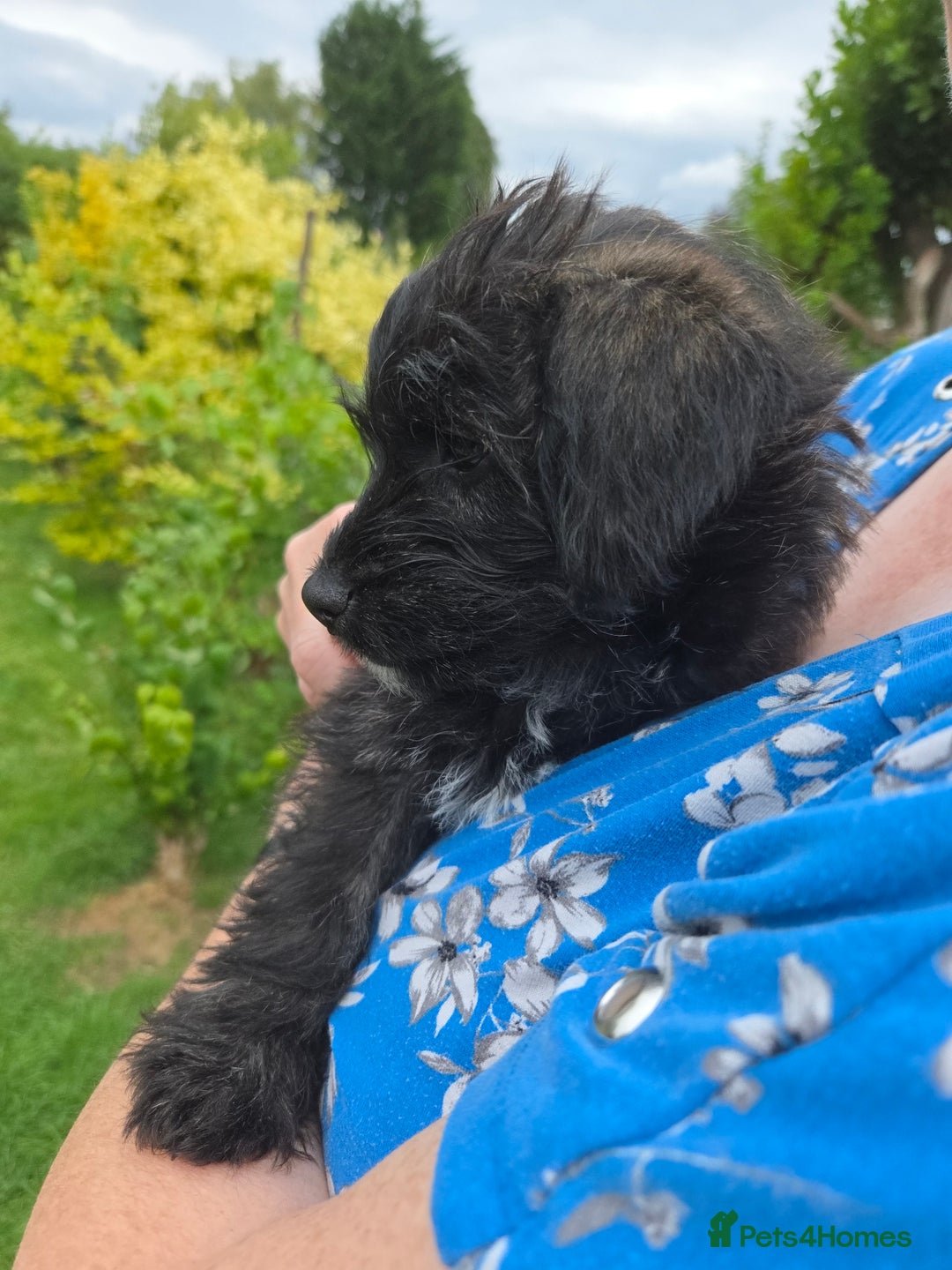 Mixed Breed dogs for sale: F1 Westipoos  - Image 19