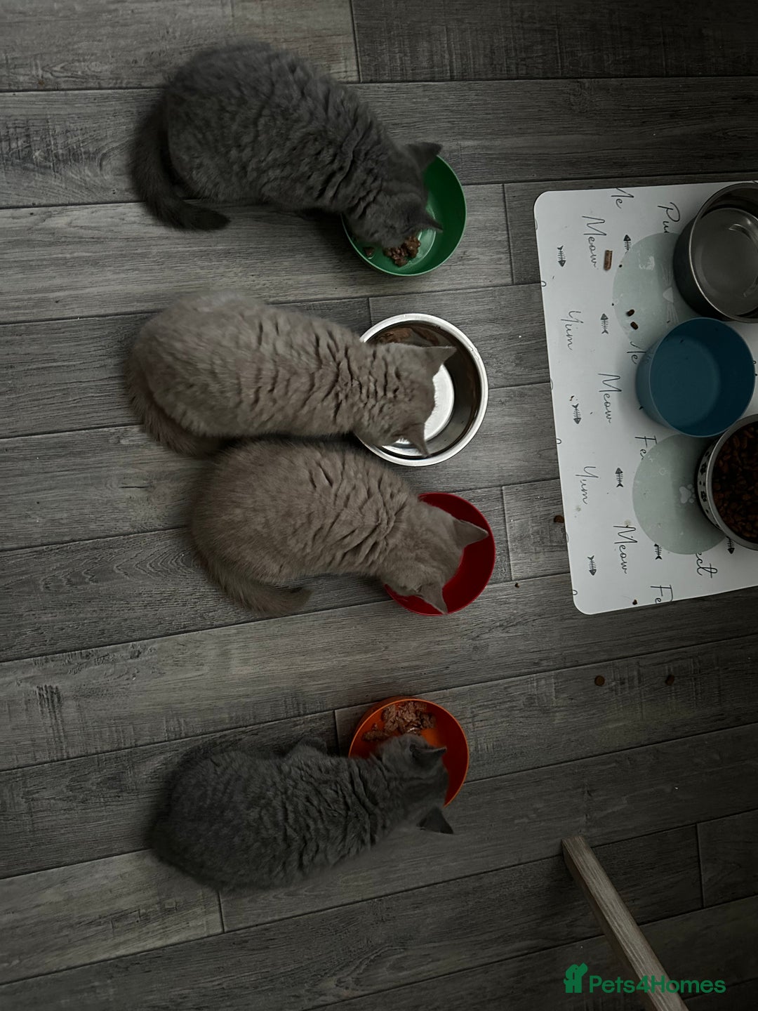 British Shorthair cats for sale: 4 Gorgeous chunky British shorthair kittens  - Image 12