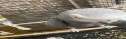 Parrots birds for sale: African Grey Parrot - Advert 1
