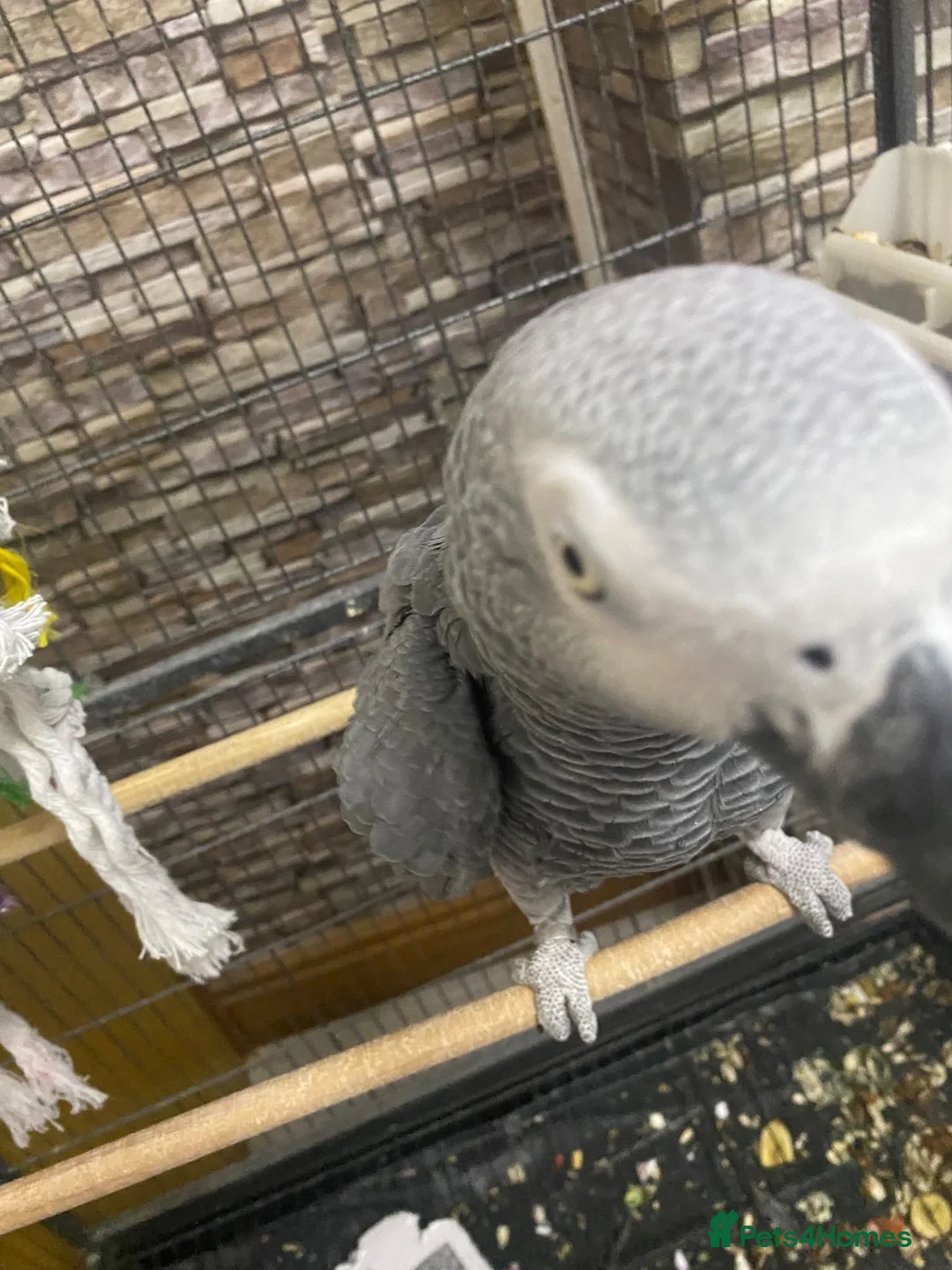 Parrots birds for sale: African Grey Parrot - Advert 1
