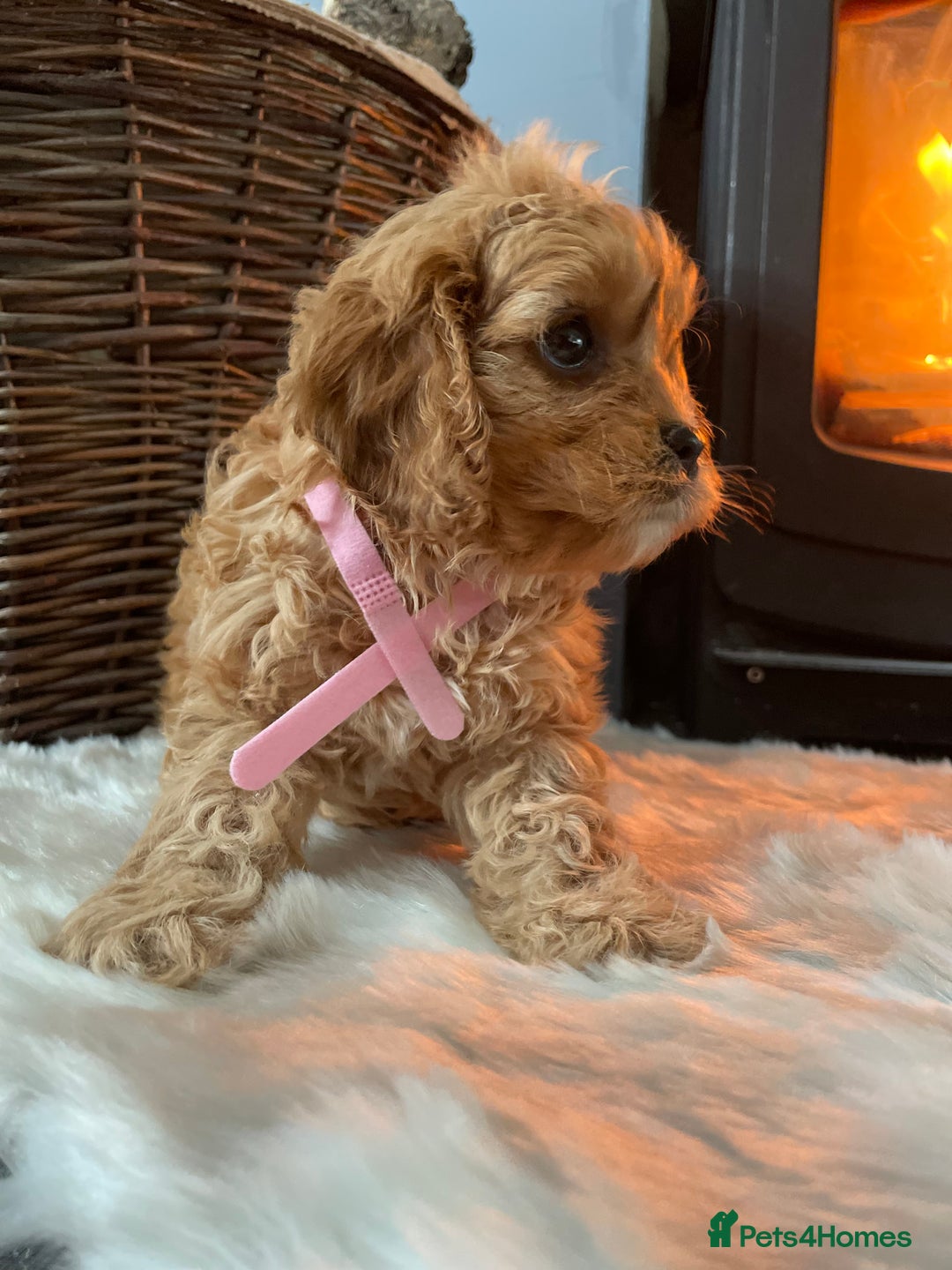 Cavapoo dogs for sale: Gorgeous Cavapoo Puppies - Advert 14