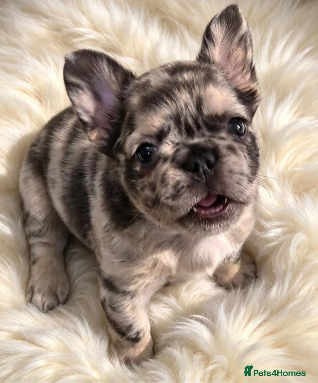 French Bulldog dogs 4 stunning french bulldog puppies - Advert 16