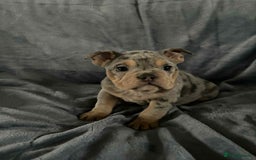Mixed Breed dogs for sale: Beautiful spotty babies - Image 3