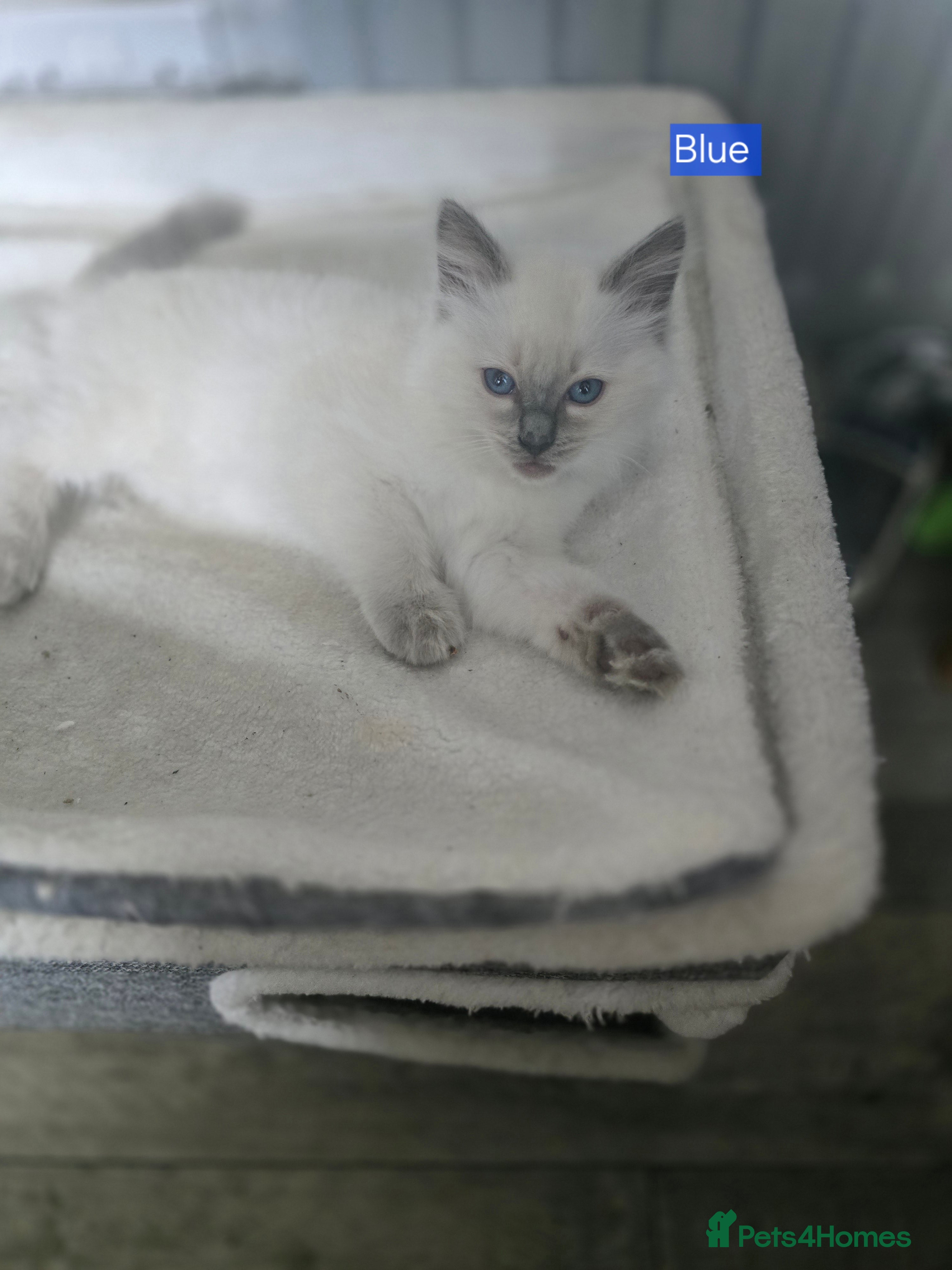 Ragdoll cats Beautiful pure Ragdoll kittens  - Advert 2