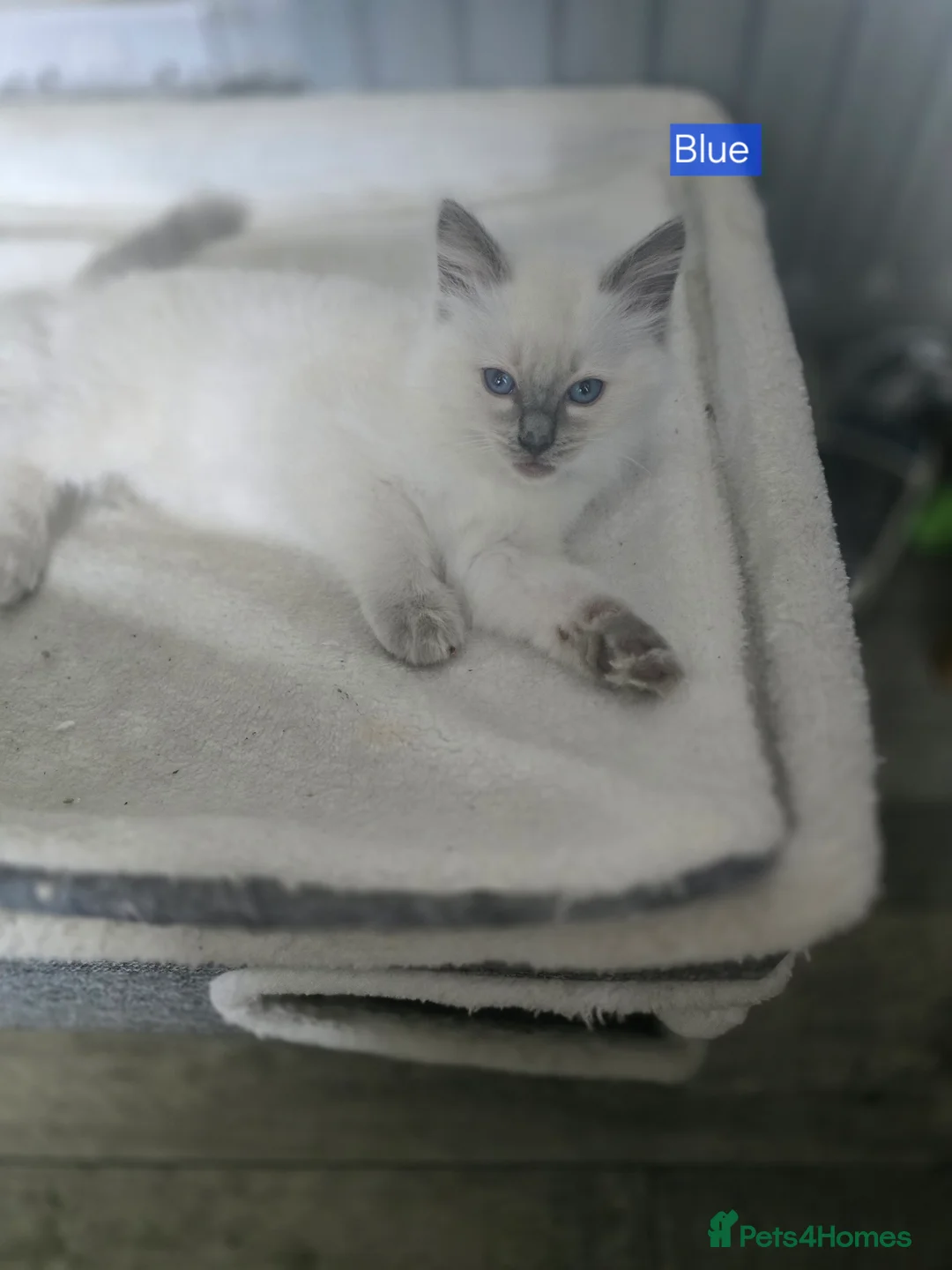 Ragdoll cats for sale: Beautiful pure Ragdoll kittens  - Advert 2