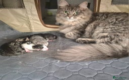 Ragdoll cats for sale: Part Ragdoll Female Kittens  - Image 5