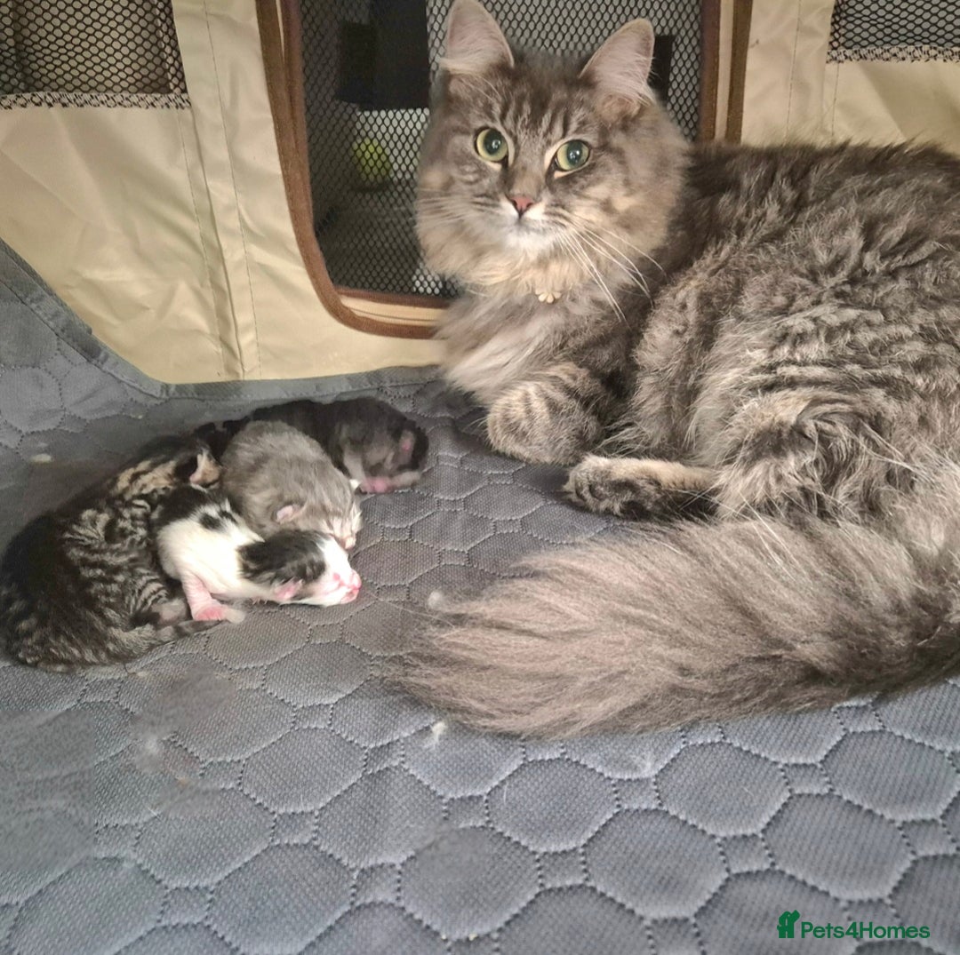 Ragdoll cats for sale: Part Ragdoll Female Kittens  - Image 5