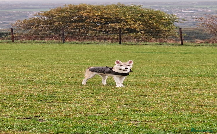 Saarloos Wolfdog dogs in Wigan - Advert 1