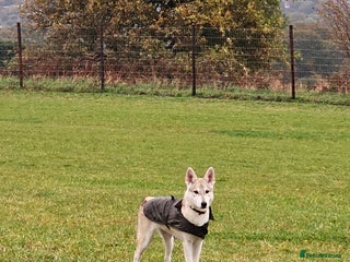 Saarloos Wolfdog dogs in Wigan - Advert 2