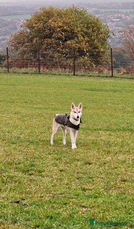 Saarloos Wolfdog dogs in Wigan - Advert 2