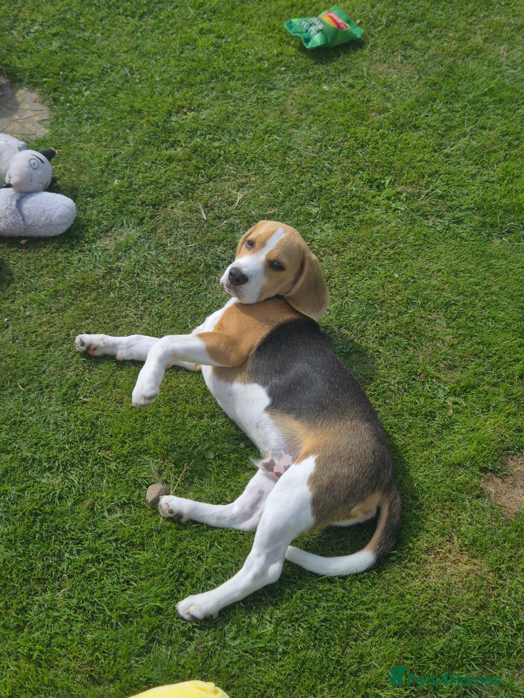 Beagle dogs for sale: 9 mouths old puppy beagle  - Image 12