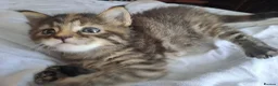 Maine Coon cats for sale: Maine Coon Kittens for Sale - Advert 26
