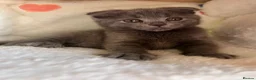 Mixed Breed cats for sale: 😍MAINE COON MIX BRITISHSHORTHAIR😍 in Southampton - Advert 8
