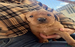 Labrador Retriever dogs for sale: STUNNING LITTER OF DARK FOX RED LABRADOR PUPPIES - Image 2