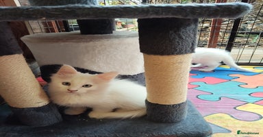 Maine Coon cats - Advert 5