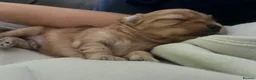 Maltipoo dogs for sale: Maltipoo puppies  - Advert 3
