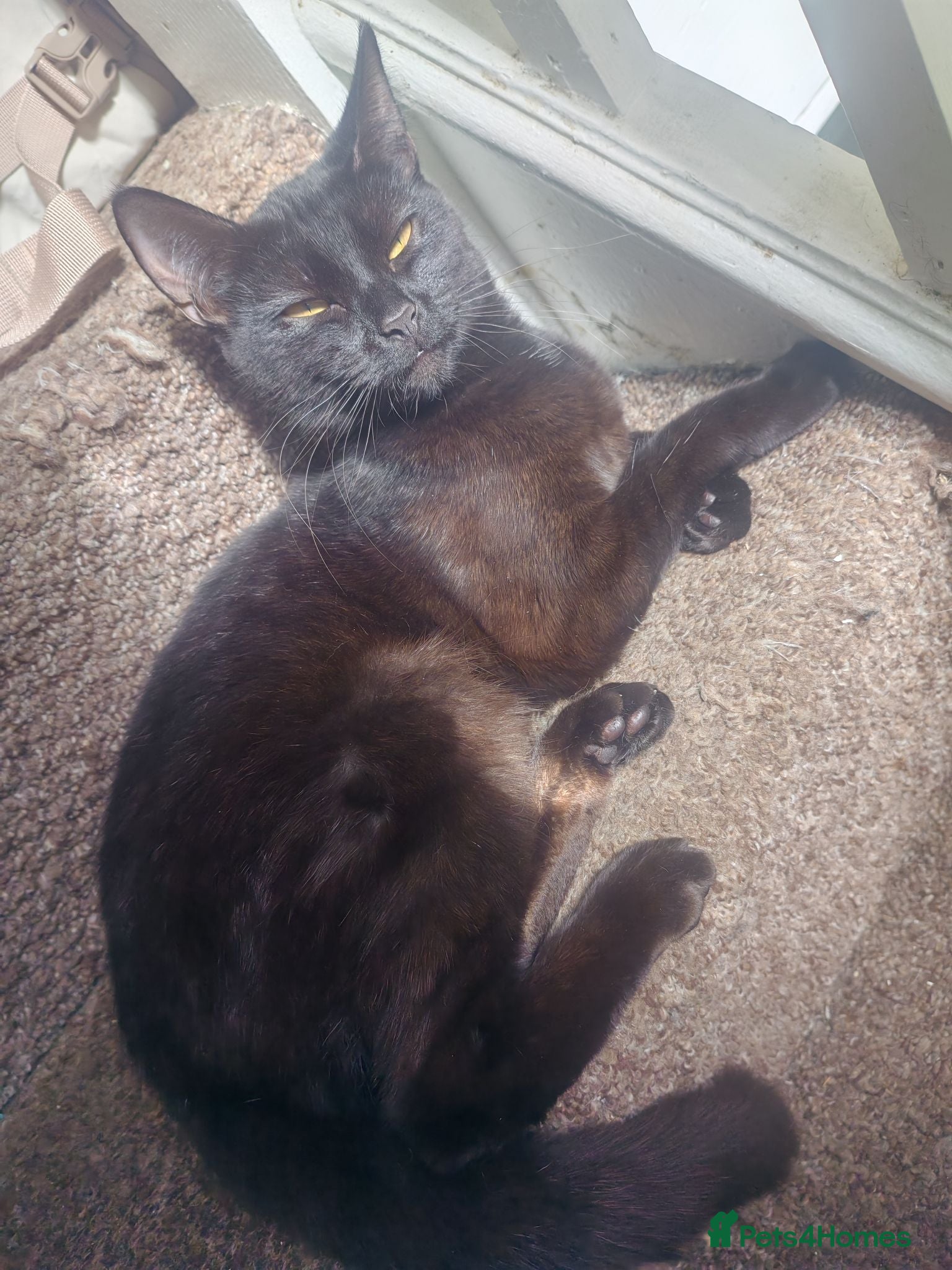 British Shorthair cats Beautiful and Playful 1 Year Old Female Cat - Advert 4