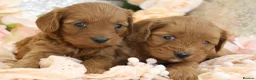 Cavapoo dogs for sale: *HEALTH TESTED* Cavapoo Puppies - Advert 11