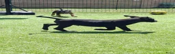 German Shepherd dogs for sale: REDUCED DUE TO MOVING HOME  - Advert 10