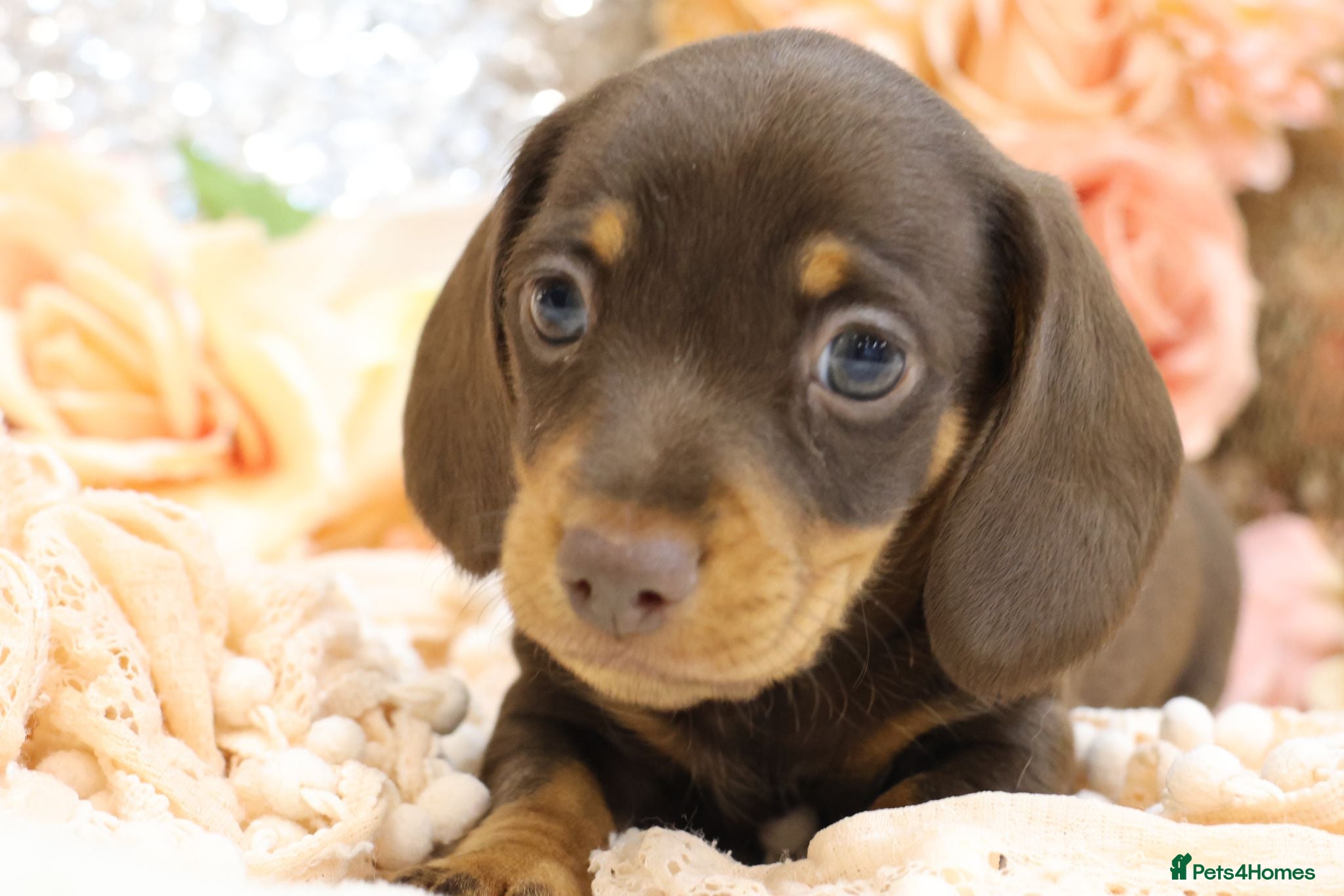 Miniature Dachshund dogs KC Miniature Dachshund Puppies - Advert 1