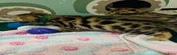 Bengal cats for sale: Amazing Bengal Kittens for sale  - Advert 7