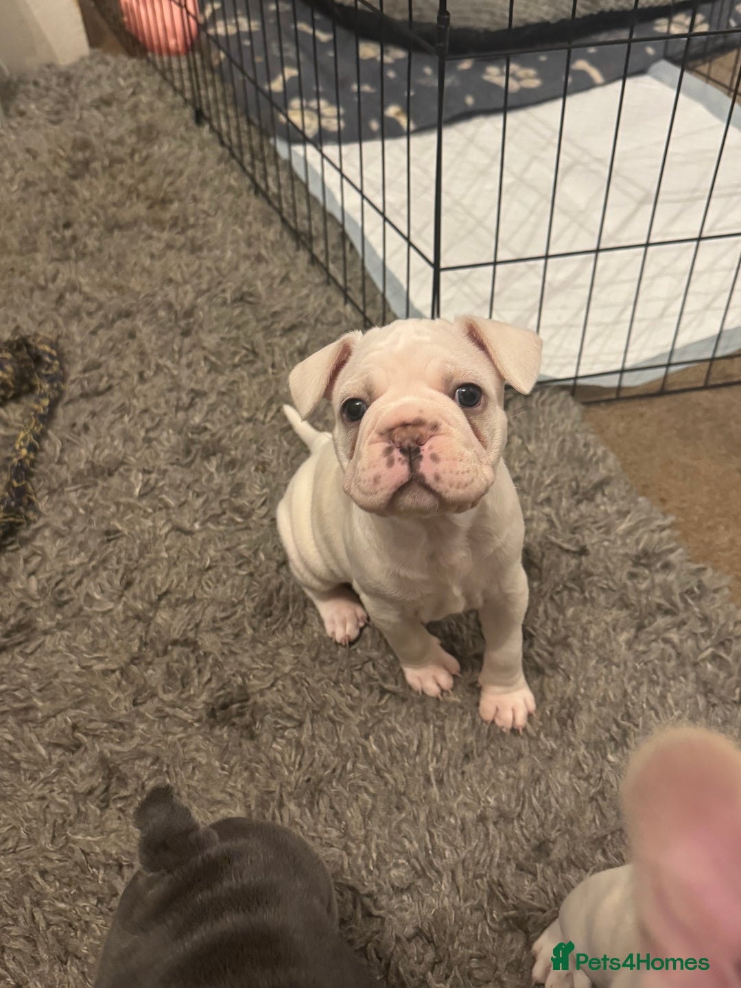 French Bulldog dogs for sale: Beautiful blue eyed girl puppy 💕 6 weeks  - Advert 3