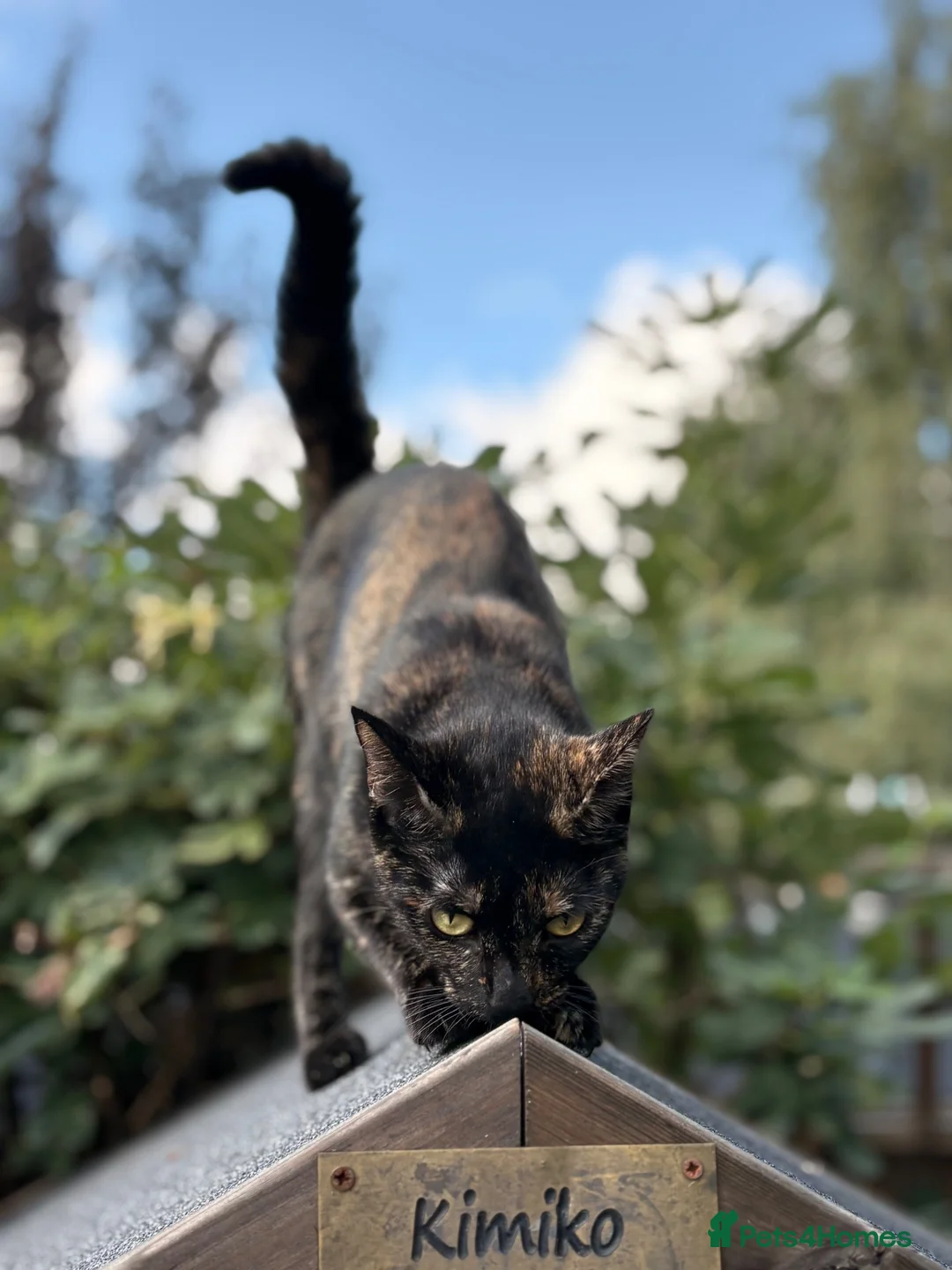 Mixed Breed cats for sale: Cat adoption  in Feltham - Advert 2