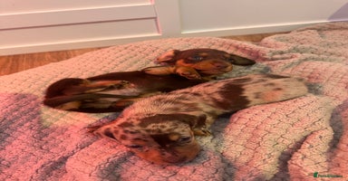 Miniature Dachshund dogs - Advert 1