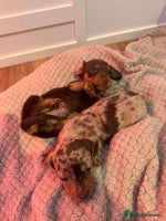 Miniature Dachshund dogs - Advert 1