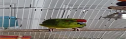 Parakeets birds for sale: Kakariki Male Hand Reared in Grimsby - Advert 4