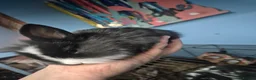 Lionhead rabbits for sale: Lionhead cross babies - Advert 5