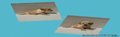 Golden Retriever 1