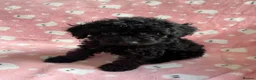 Cockapoo dogs for sale: F1 cockapoos - Advert 4