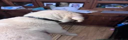 Goldador dogs for sale: Labrador x golden retriever ( goldador) - Advert 27